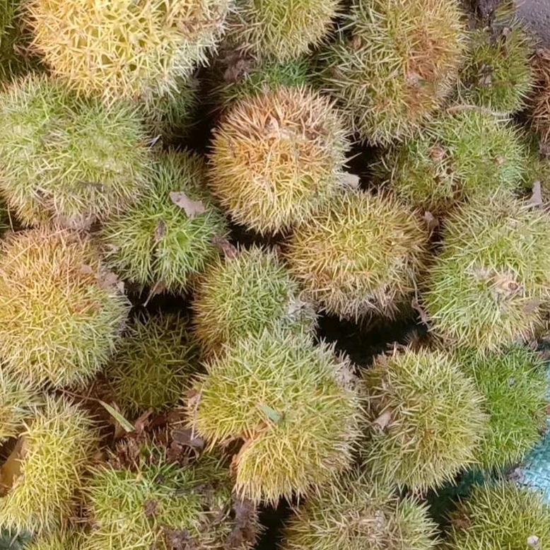 三联家电（临朐店）蒋红