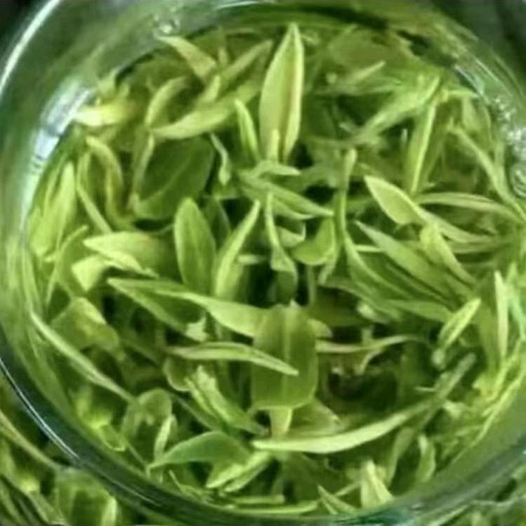 金波茶业