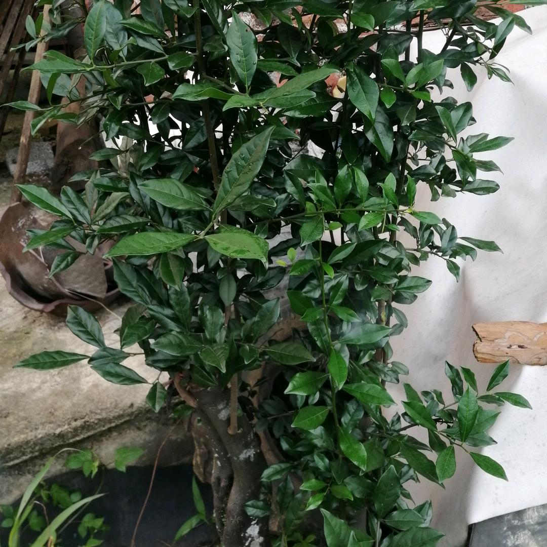 梁