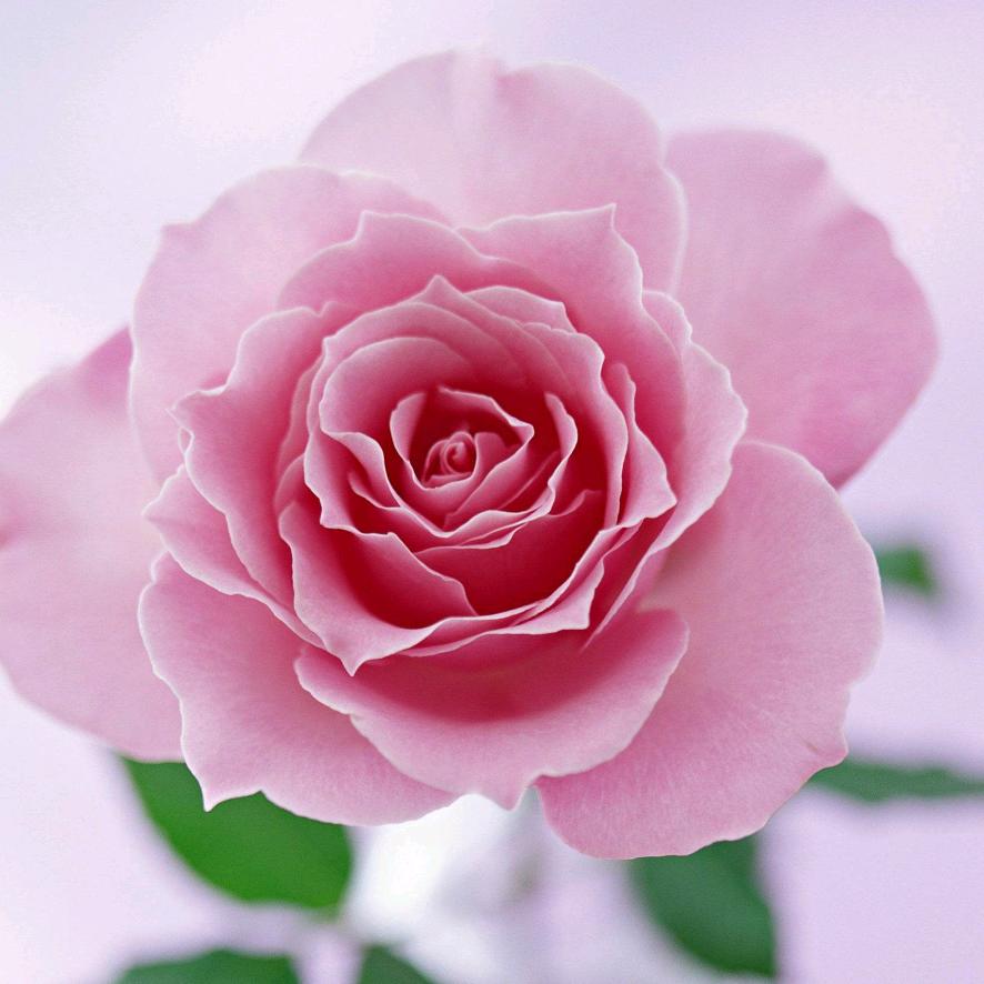 名轩花