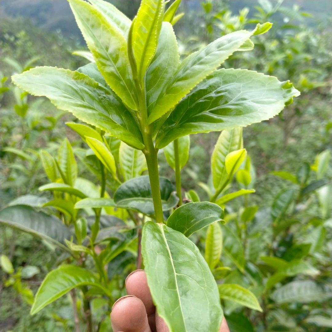 星龙藤条茶业47号