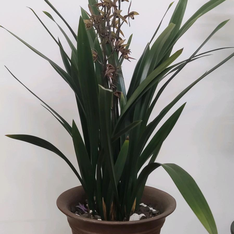 孙玉忠（冷饮批发零售）