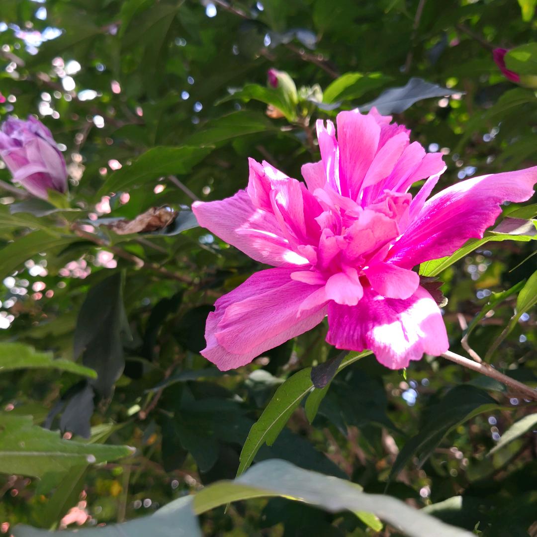 @麦穗轻松唱🌾
