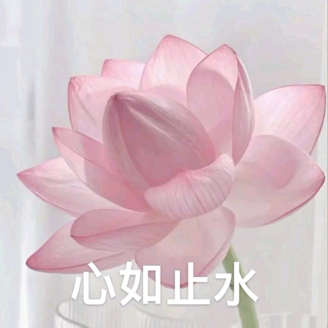 小媛.