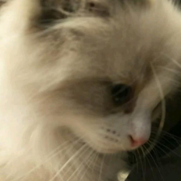 小肥貓