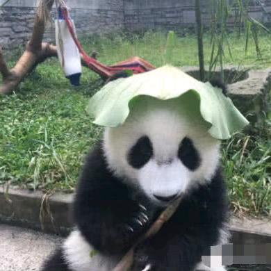 滚动的熊猫