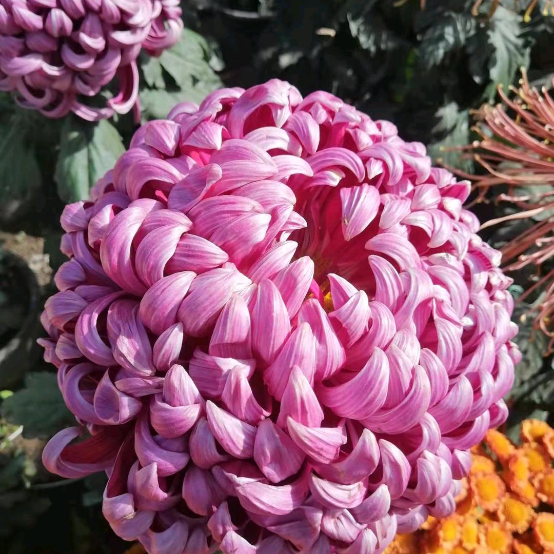 万紫千红🌺🌺