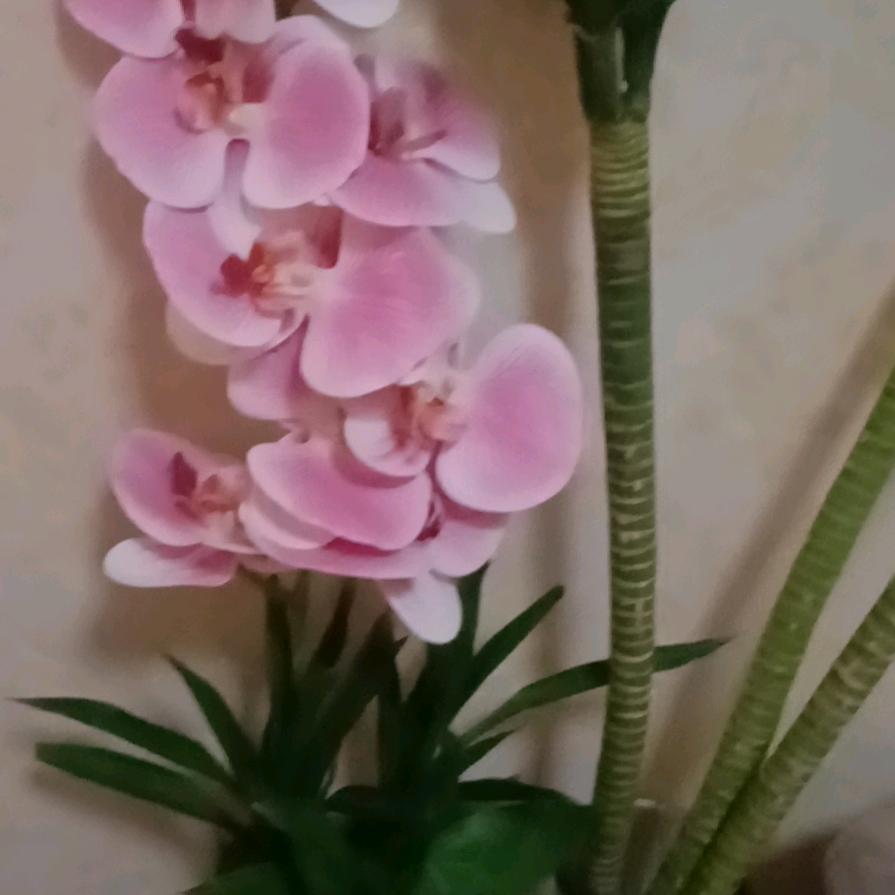 洋葱