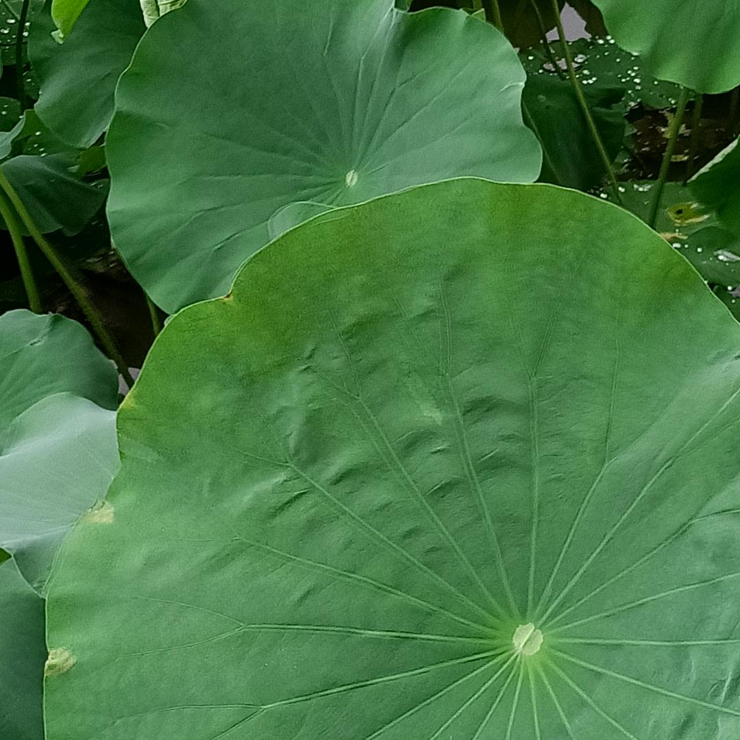 飞飞