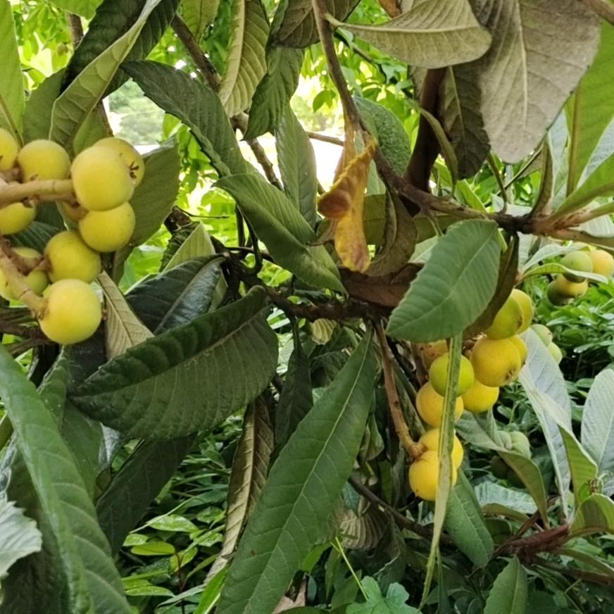 🎄霸🌴气🌻的🌲老🌞太🐰