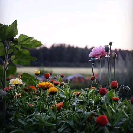 两生花
