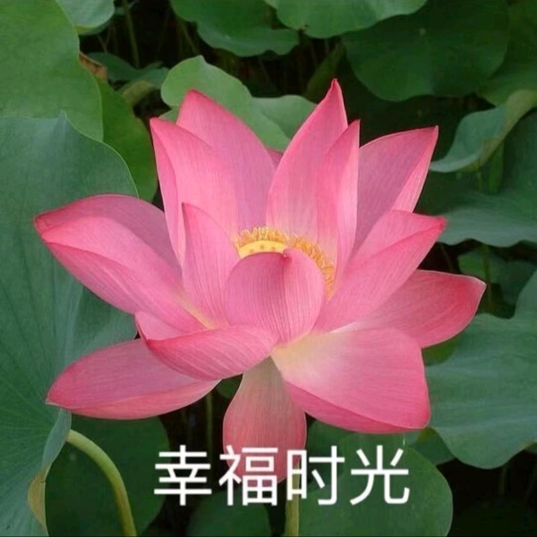 美丽草原❤