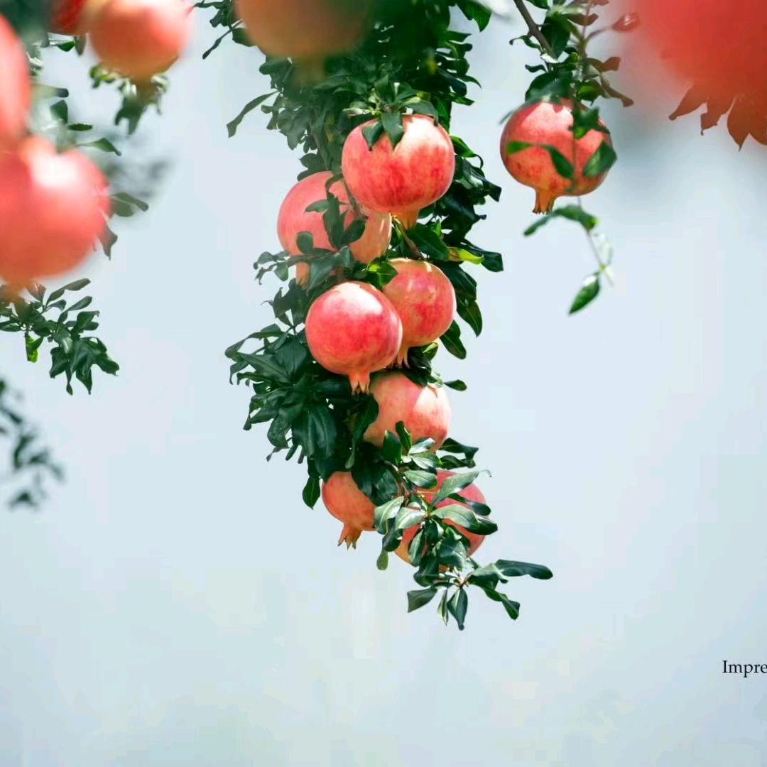 耕牛>>
