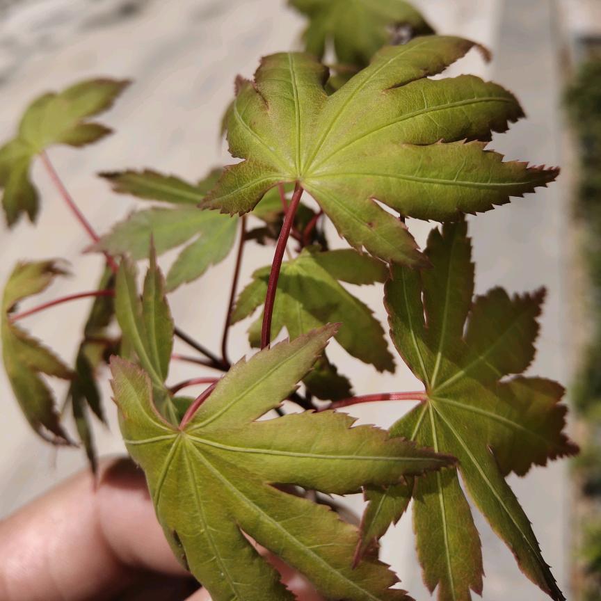 🥰源遠流長🥰