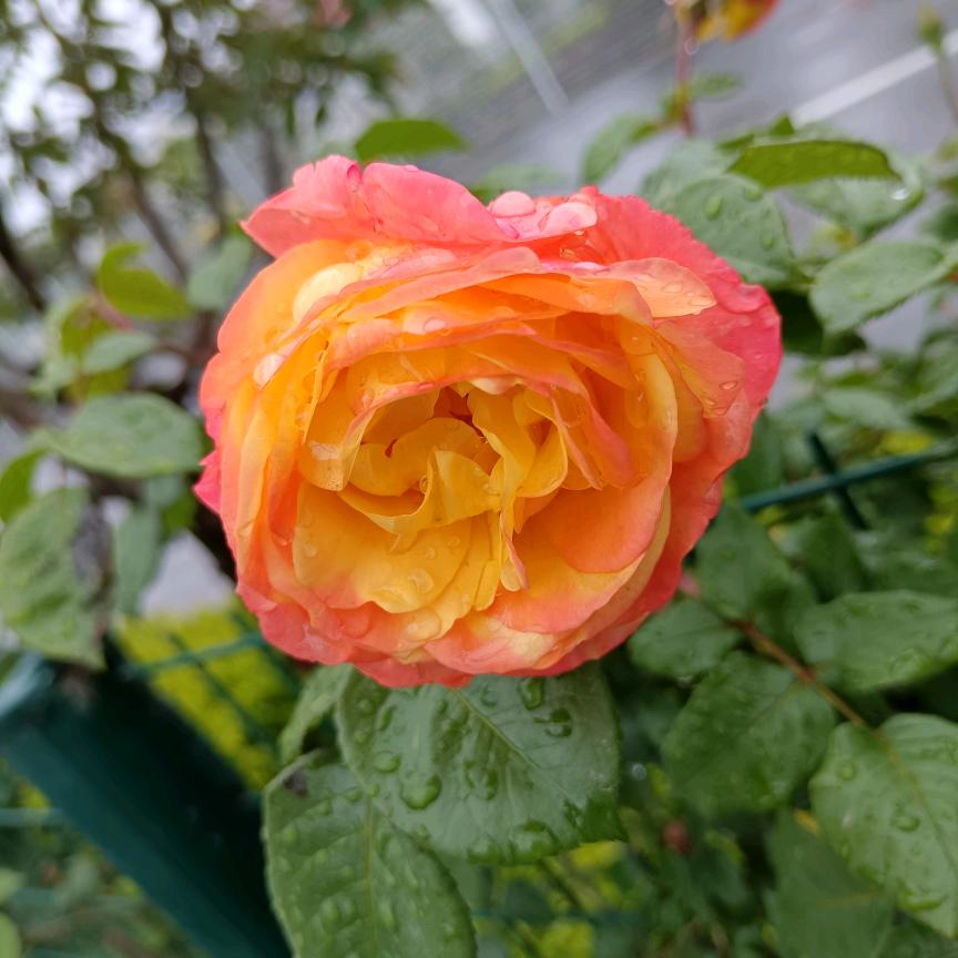 芳