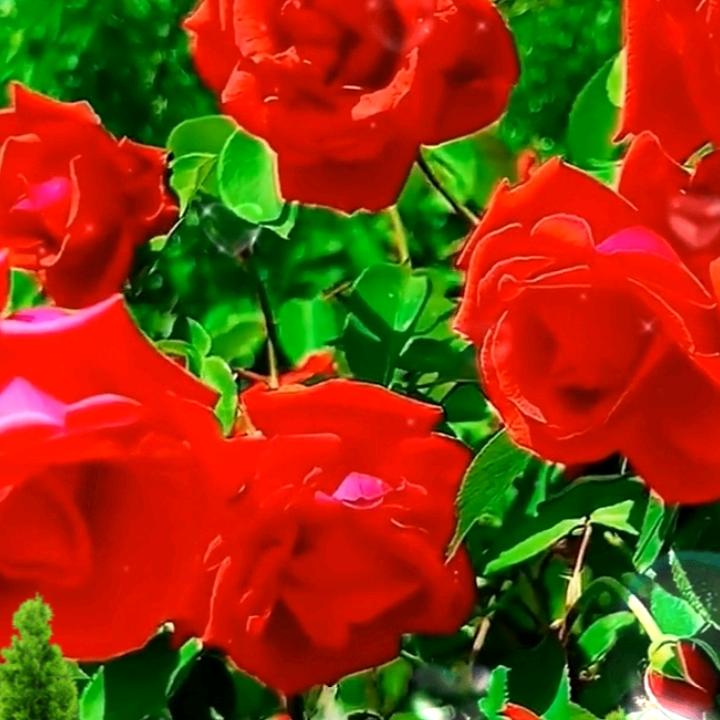 柿子花椒🌹🌹🌹🌺🌺🌺💘💘