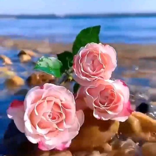 陌上花开