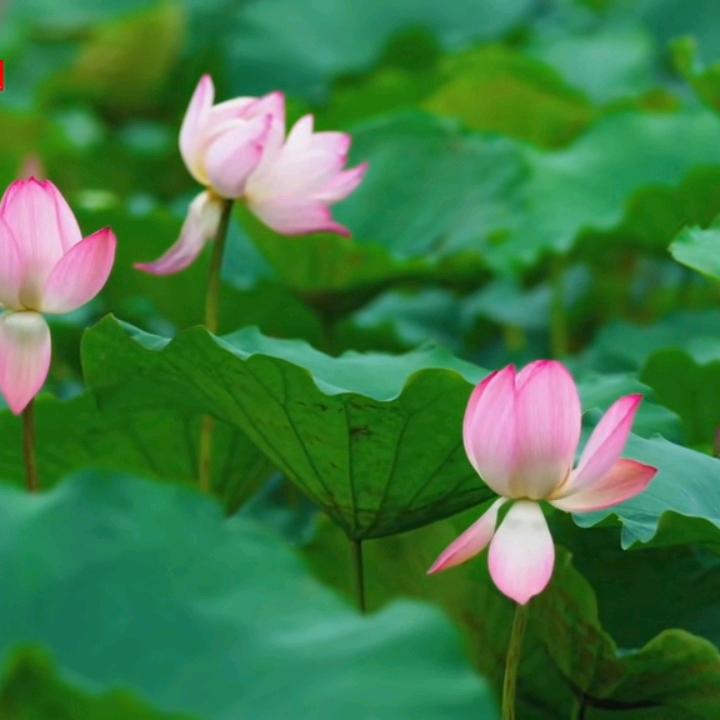 心莲