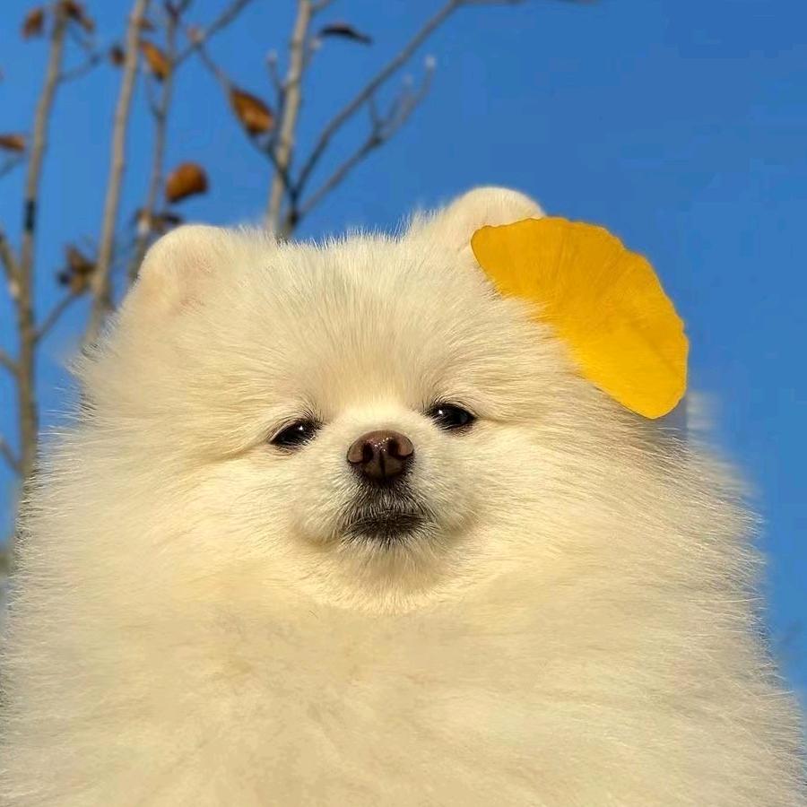 宝宝严选