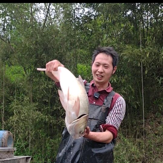 兵锅锅