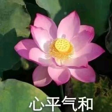 希望大家平平安安头像
