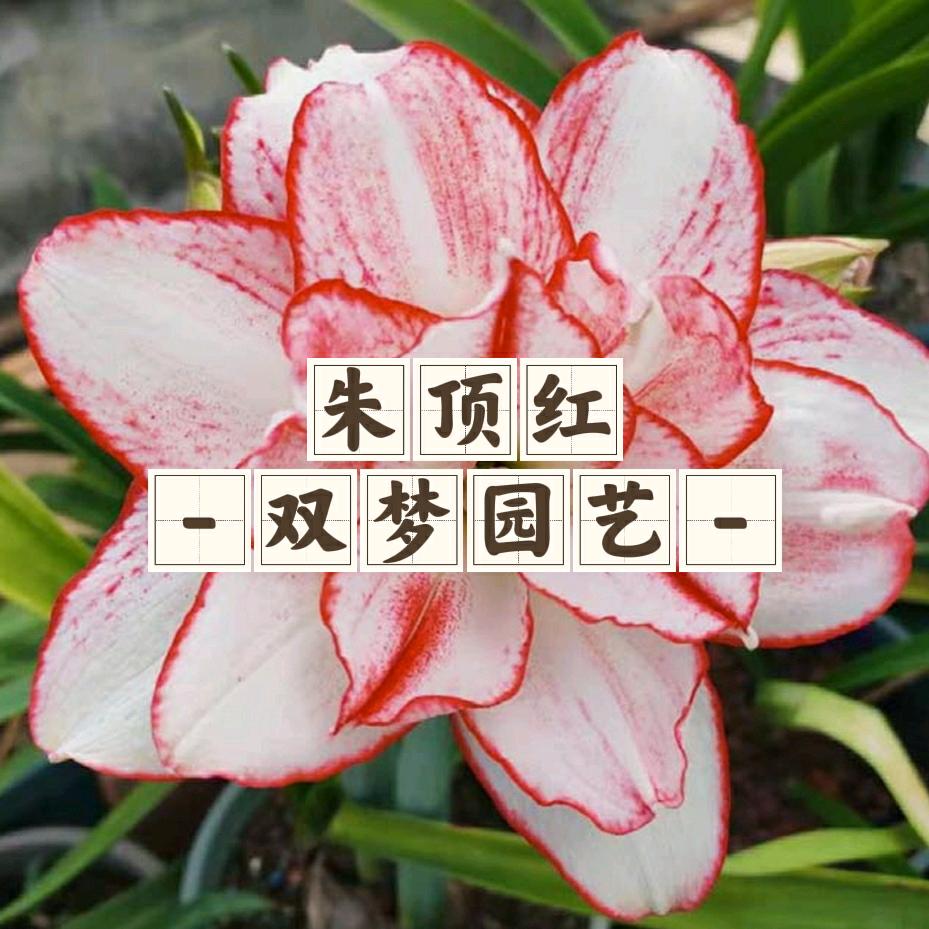 朱顶红-双梦园艺-