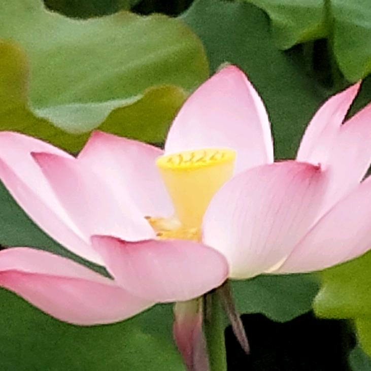 英
