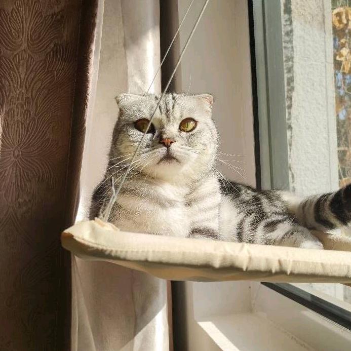 猫大仙