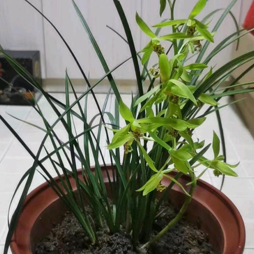 欢乐🌷头像