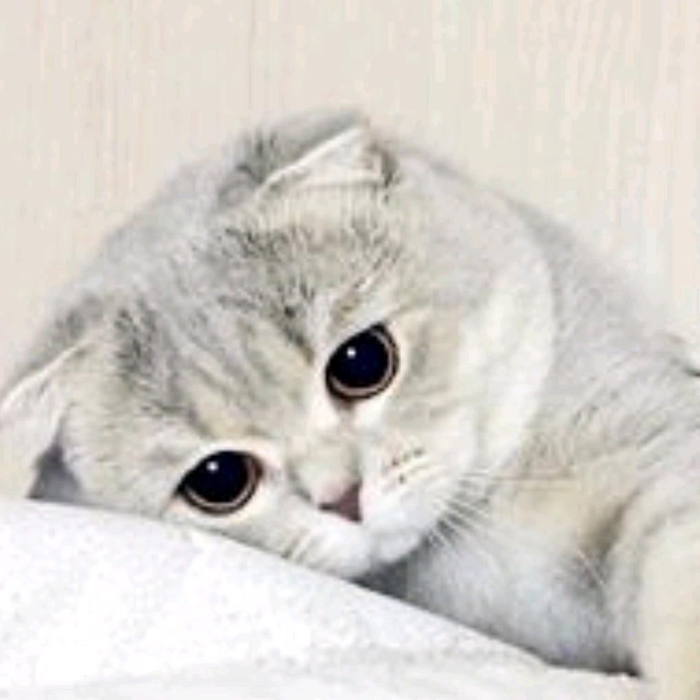 鱼小依
