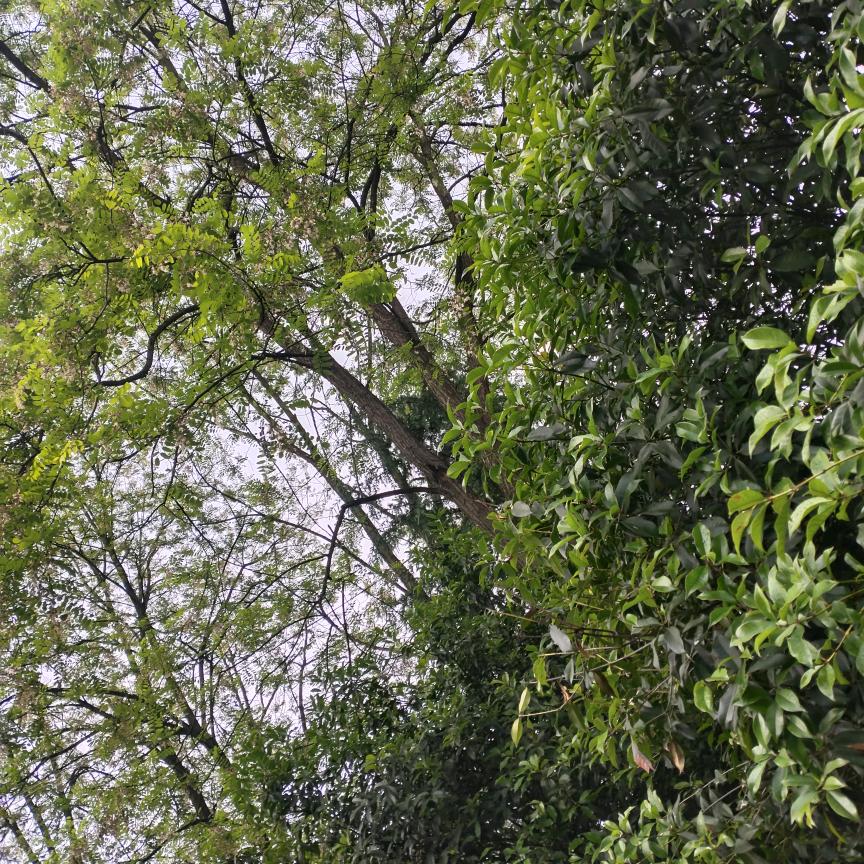 凯