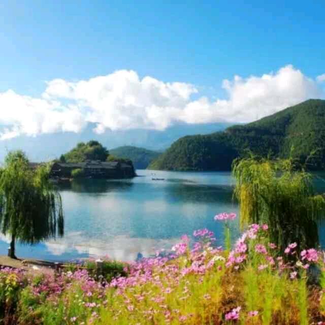 紫荆花