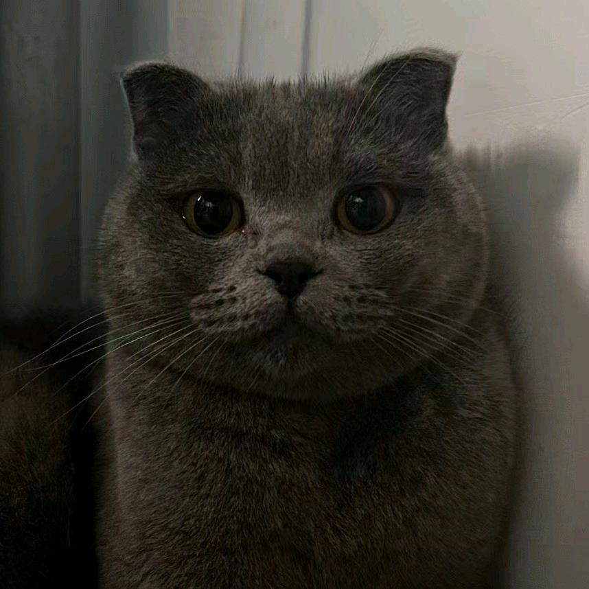 星梦（世一菜）