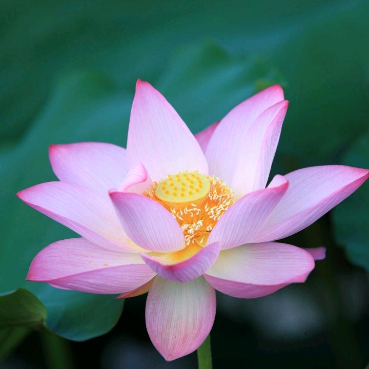 花开九月