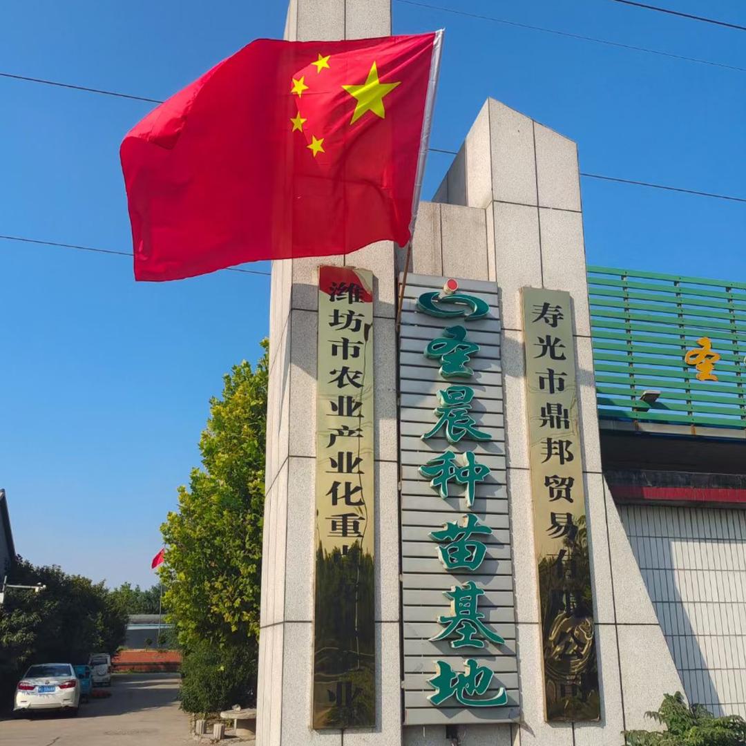 寿光圣晨种苗（小李）