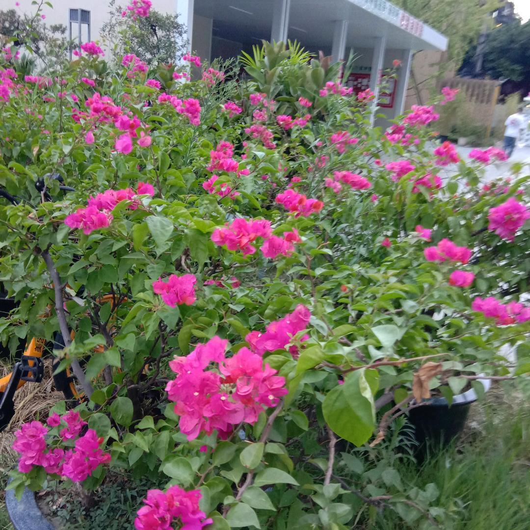 刘碧容