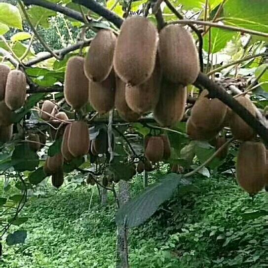 修文猕猴桃🥝果农直销
