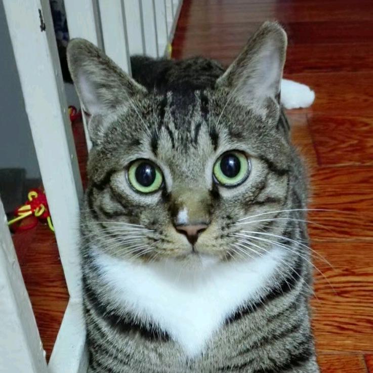糗糗和她的猫猫们