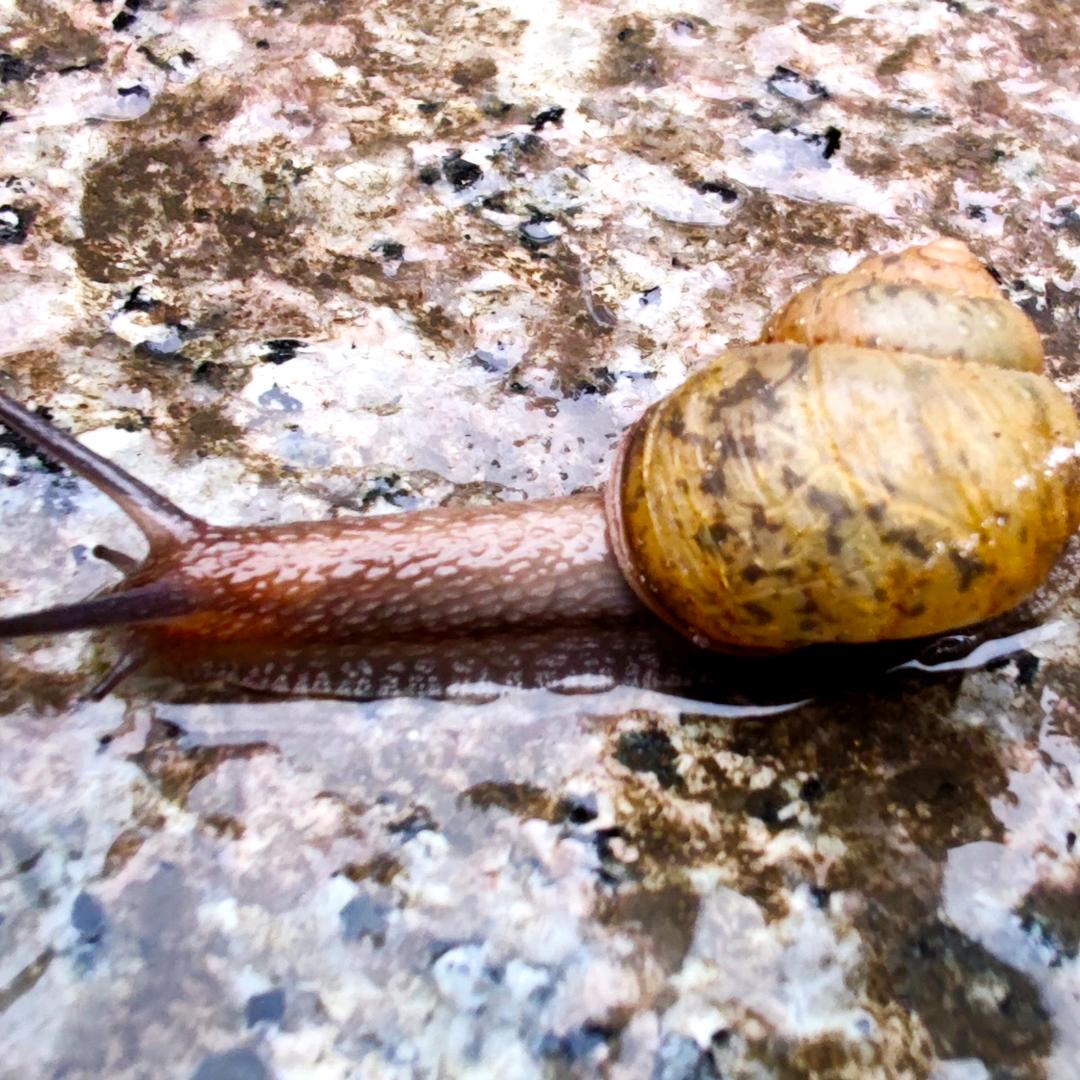 蜗牛🐌