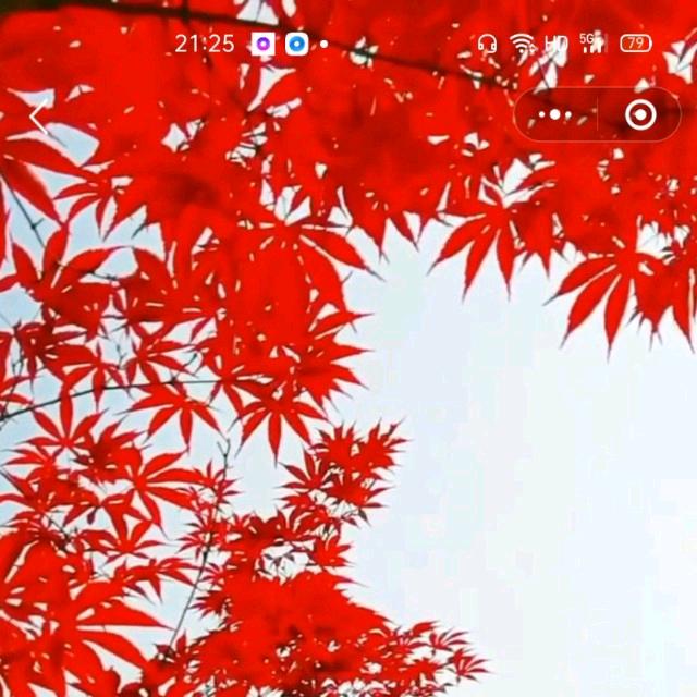 枫叶🍁