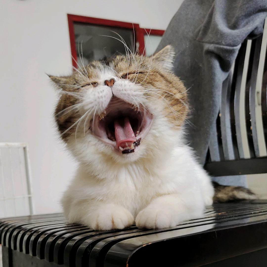 白菜的加菲猫
