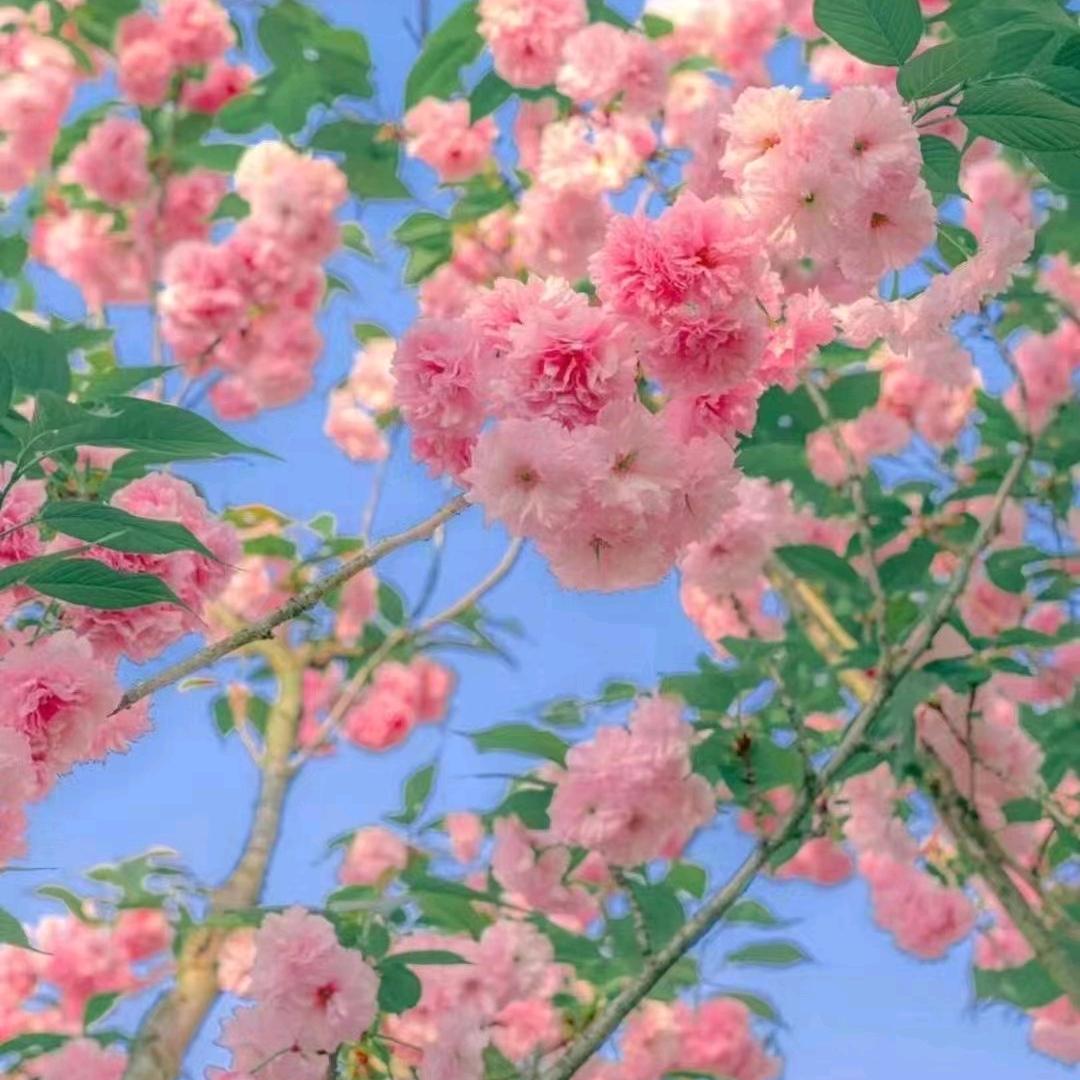 你若盛开，清风自来