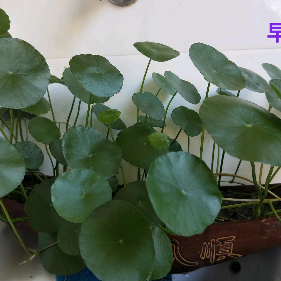 荷花仙子