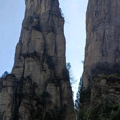 巴山松