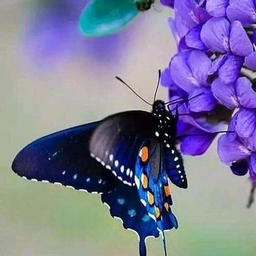 蝴蝶花
