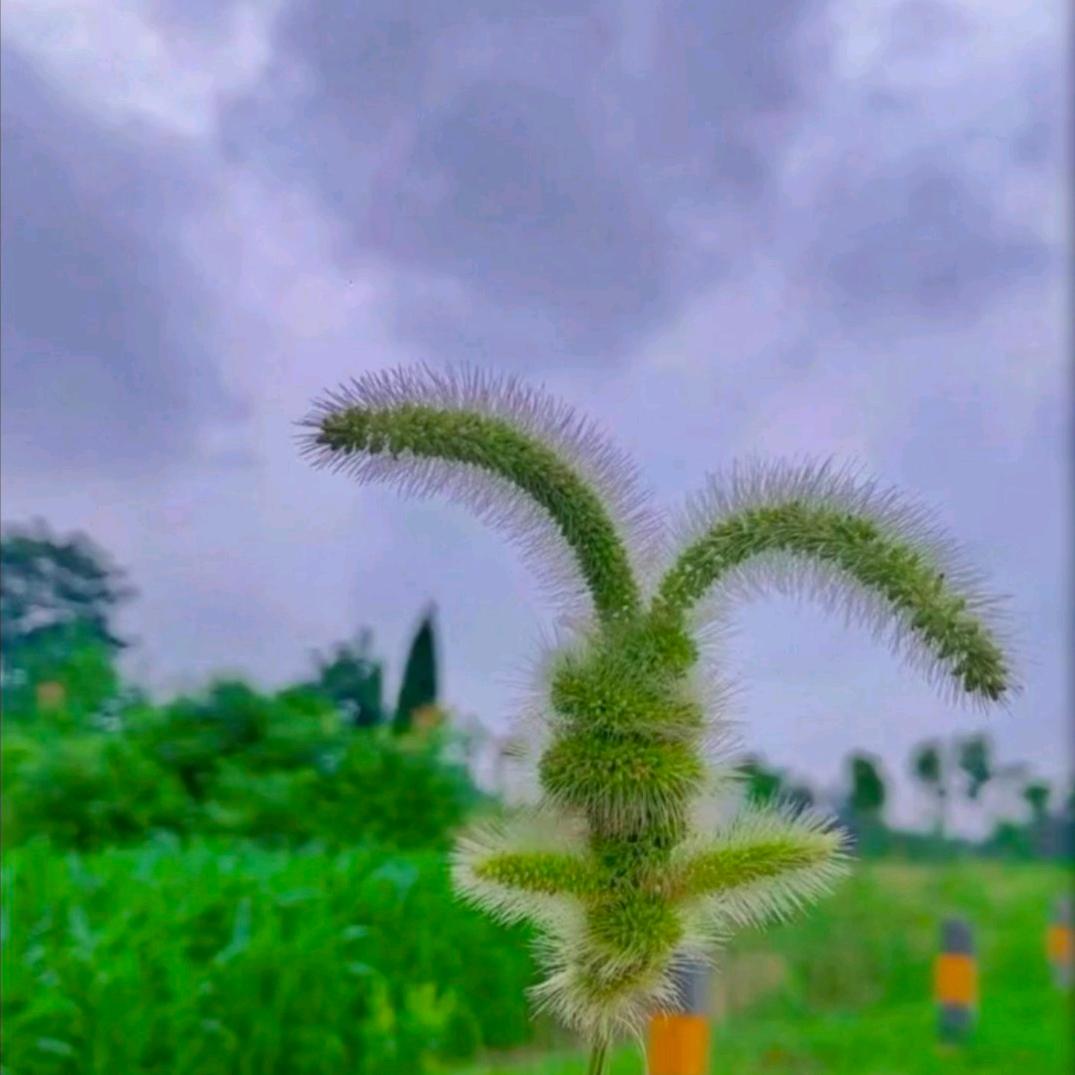 樱桃小丸子🍒
