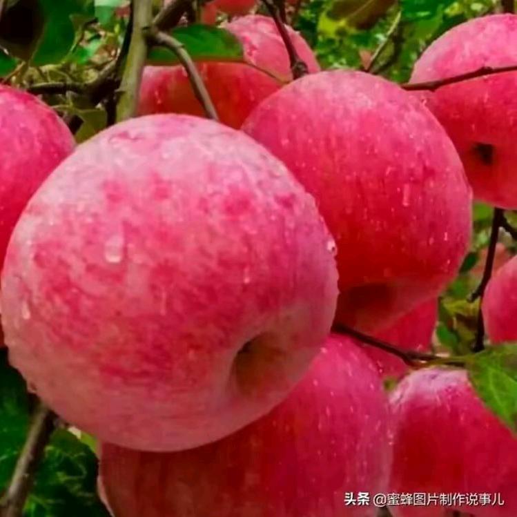 丰收的喜悦
