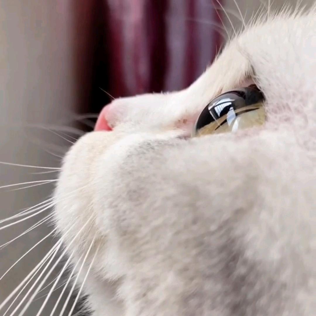 胖头鱼的游戏日常