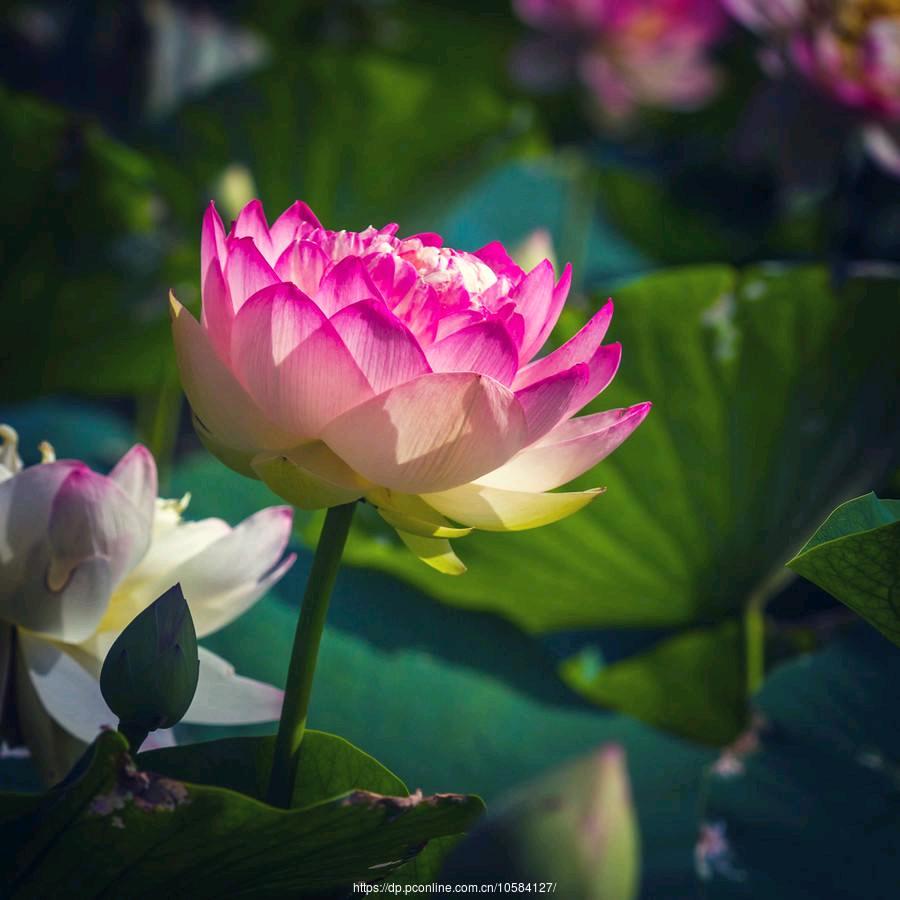 一生平安✧٩