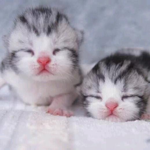 🍥曼宝名猫🍥